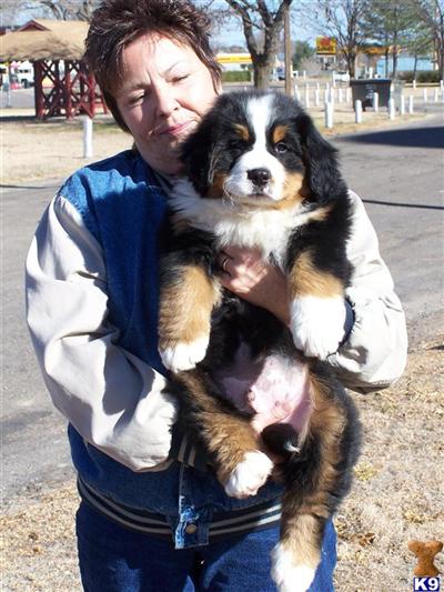 Bernese Mountain Dog Puppies for Sale