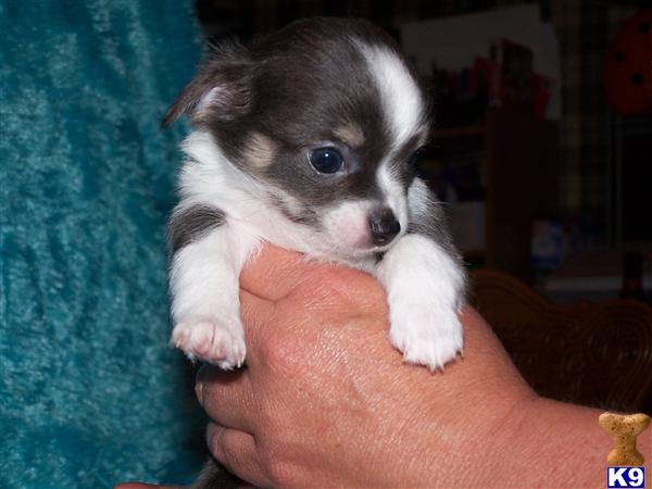 Puppies in NE