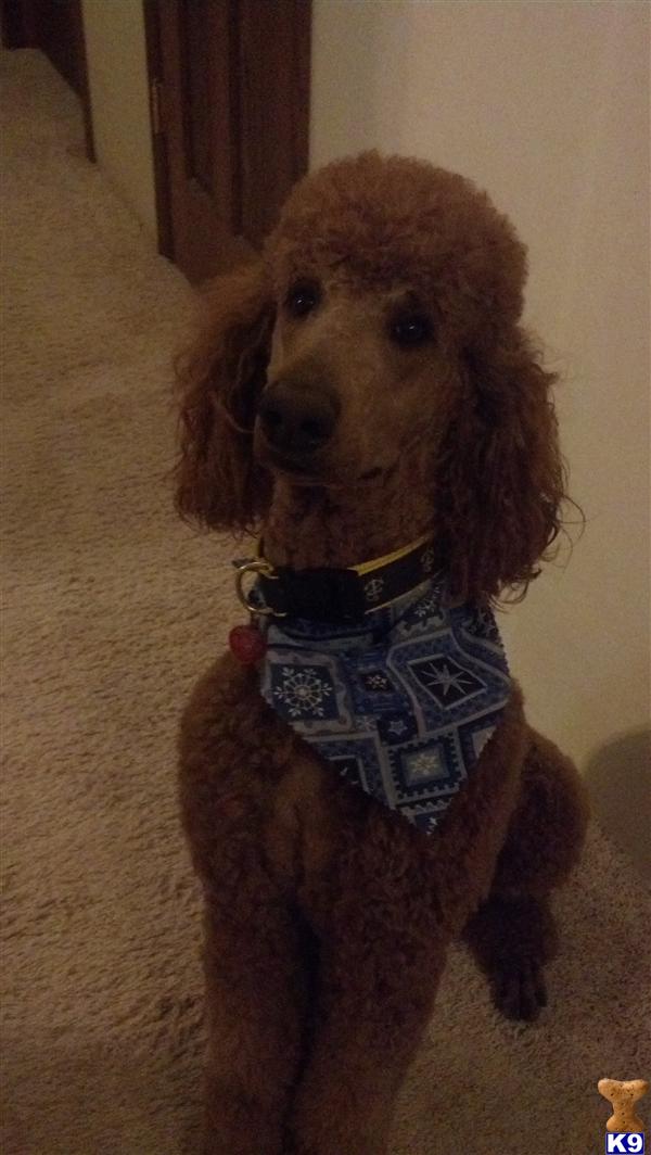 Stud Dogs in IL