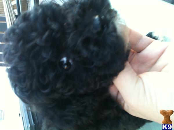 Puppies in Denver