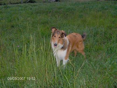 Dogs for Sale in VA