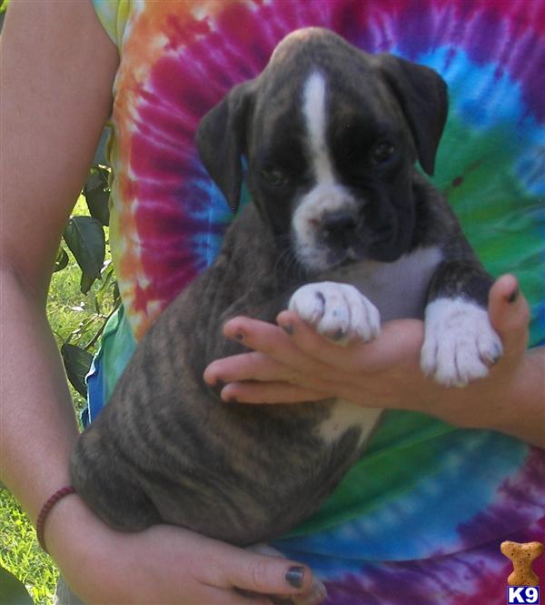 Boxer Puppies in WV