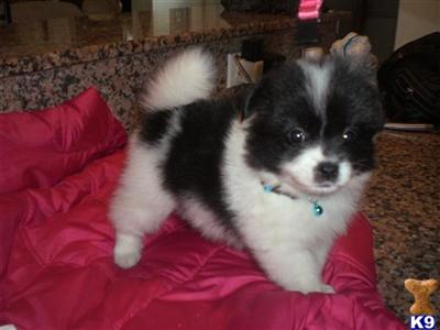 Pomeranian Puppies in FL