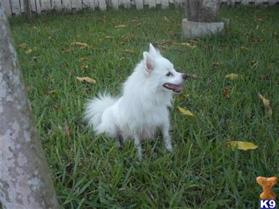 Dogs for Sale in FL