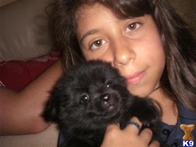 Puppies in Cape coral