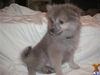 Puppies in Cape coral