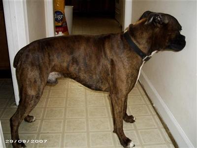 Stud Dogs in MD