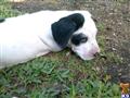 American Bulldog