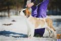 Saint Bernard
