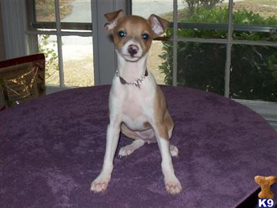Italian Greyhound Puppies for Sale