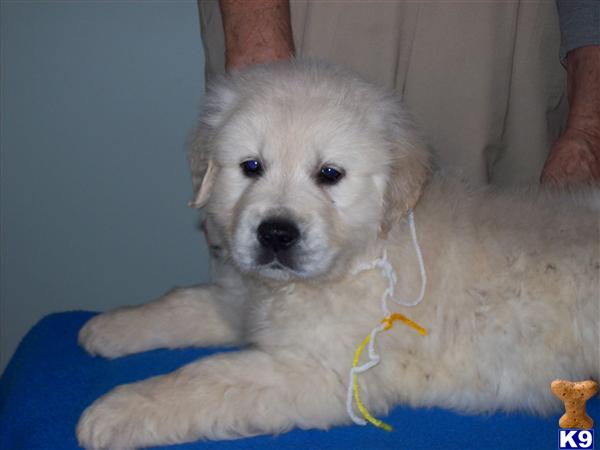 Puppies in SC