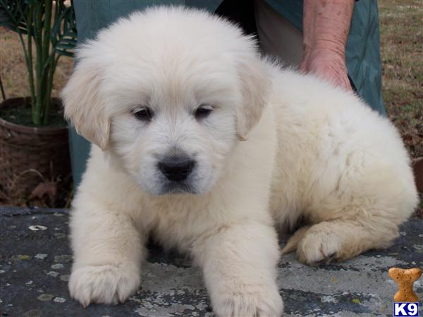 Puppies in SC