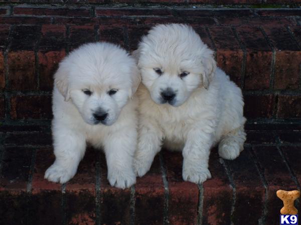 Golden Retriever Puppies
