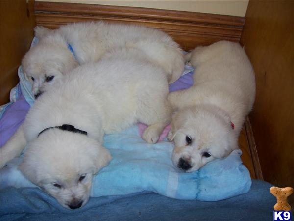 Puppies in SC