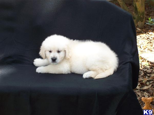 Puppies in SC