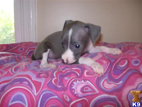 Italian Greyhound Puppies