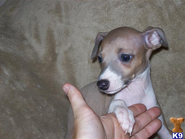 italian greyhound puppies florida italian greyhound puppies florida italian greyhound puppies florida italian greyhound puppies florida
