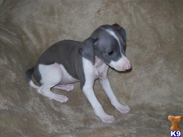 Italian Greyhound Puppies