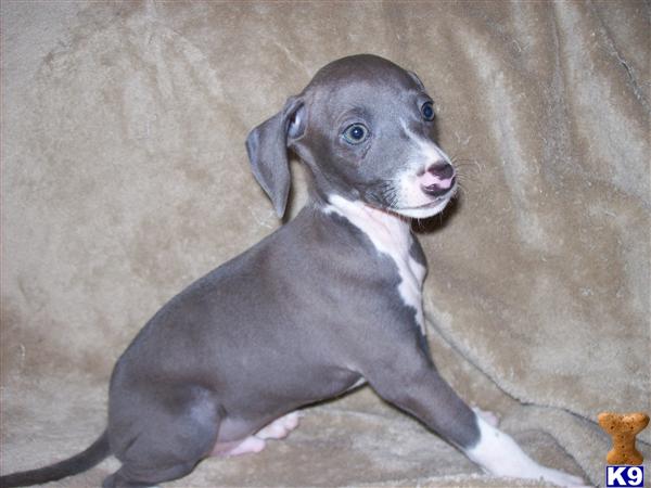 italian greyhound puppies florida italian greyhound puppies florida italian greyhound puppies florida italian greyhound puppies florida