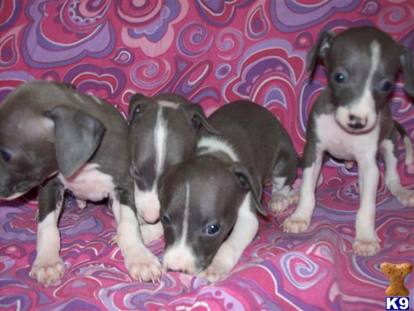 Italian Greyhound Puppies