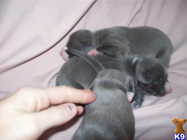 Italian Greyhound Puppies