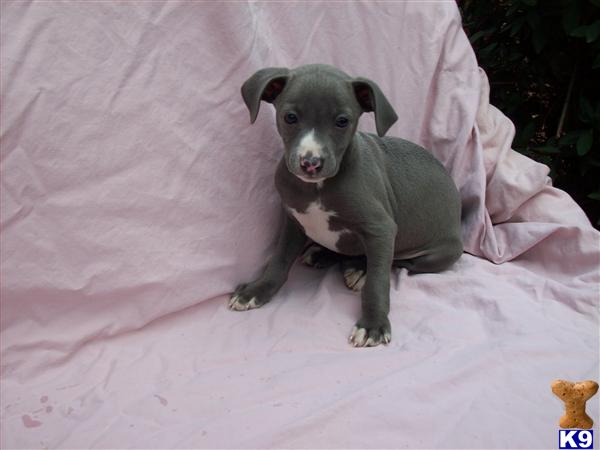 Italian Greyhound Puppies