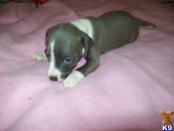 Puppies in Camden
