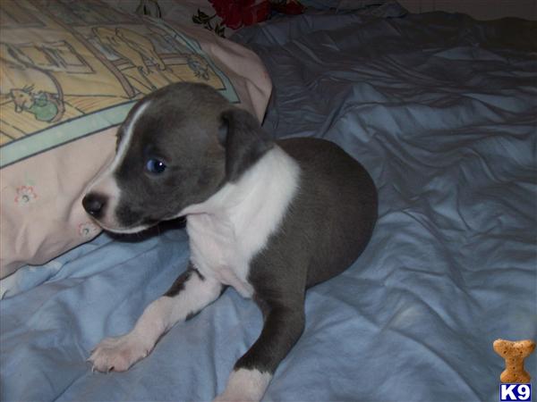 Puppies in Camden