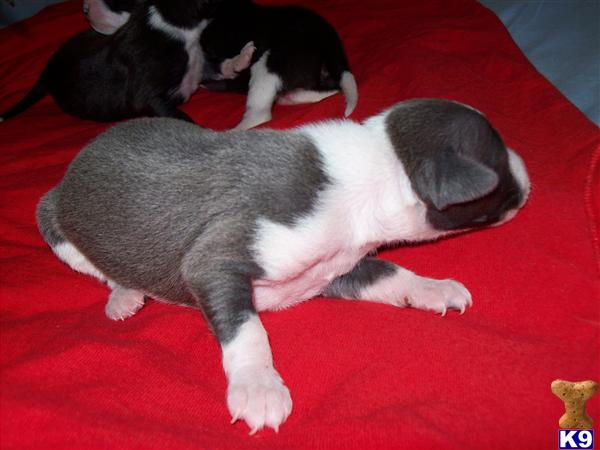 Puppies in Camden
