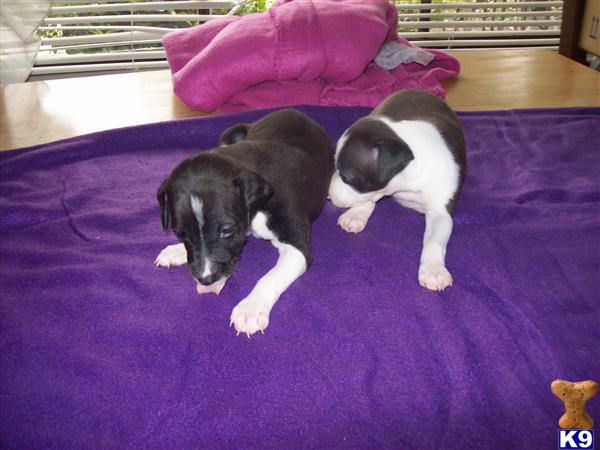 Puppies in SC