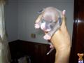 Italian Greyhound