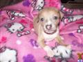 Italian Greyhound