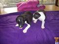 Italian Greyhound