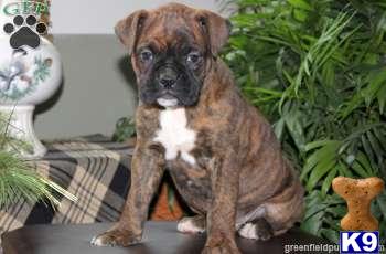 Boxer Puppies