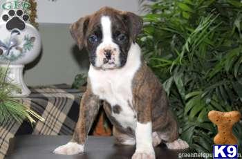 Boxer Puppies