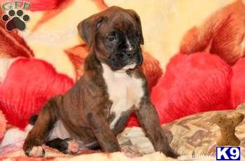 Boxer Puppies