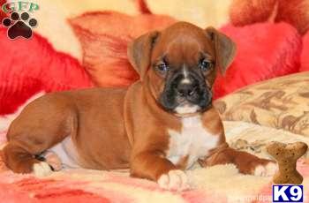 Boxer Puppies