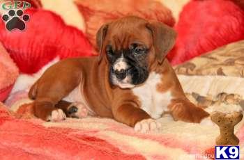 Boxer Puppies