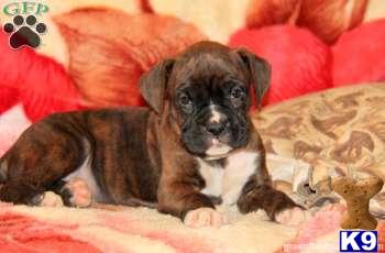 Boxer Puppies