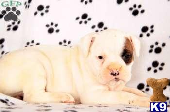 Boxer Puppies