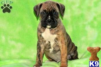 Boxer Puppies
