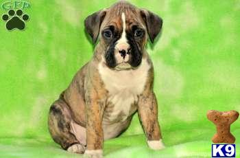 Boxer Puppies