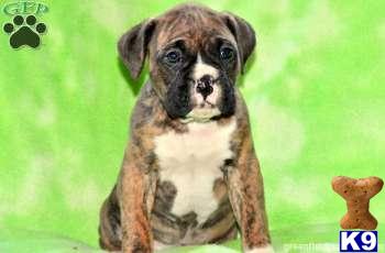 Boxer Puppies