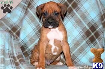 Boxer Puppies