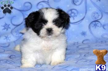 Shih Tzu Puppies