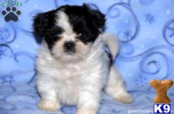 Shih Tzu Puppies