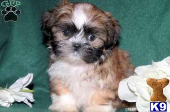 Shih Tzu Puppies