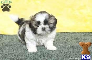 Shih Tzu Puppies