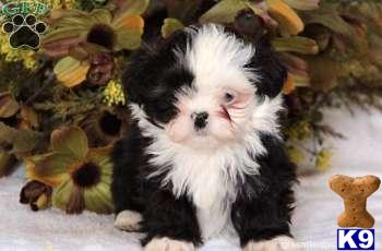 Shih Tzu Puppies