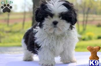 Shih Tzu Puppies